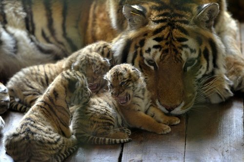 ��������� ������� ������� ������� ��������� �������� ������