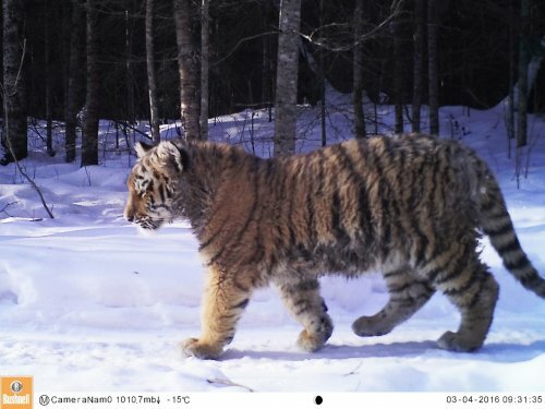 ����������� ������� ������� � ����� ���������� � ����������� ������������ ����� ��������