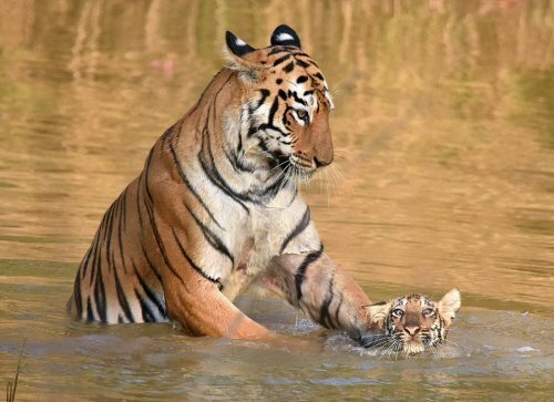 � ��������� ����������� ������� �������� ������ ��������