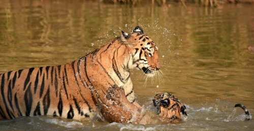 � ��������� ����������� ������� �������� ������ ��������