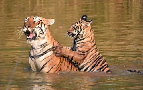 � ��������� ����������� ������� �������� ������ ��������