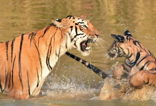 � ��������� ����������� ������� �������� ������ ��������