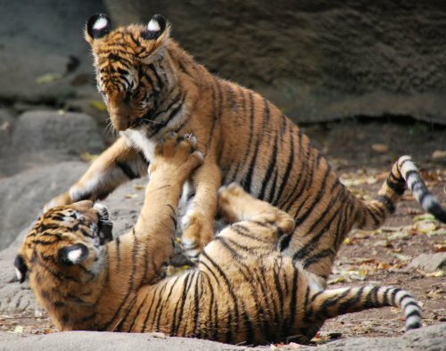 ������� �� ��� ��� ������� ��������� ������ �����������