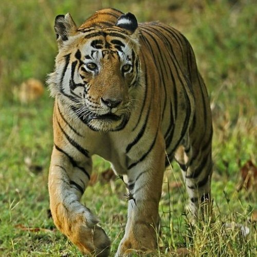 ��������� ����-��� �� ���������� ����� Kanha (4 ����+�����)