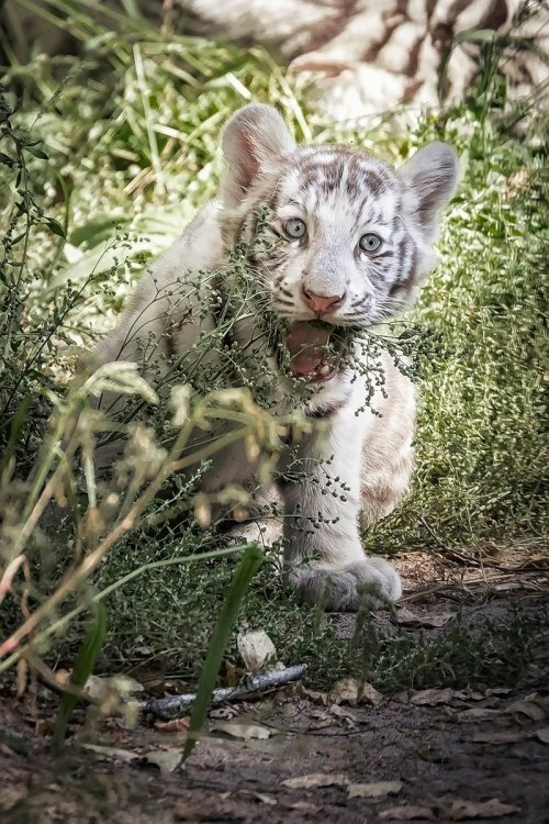 ���� �������� ������ �������� �� �������������� ��������