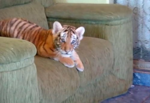 ����� ��� �� ������, ��� �� � ����