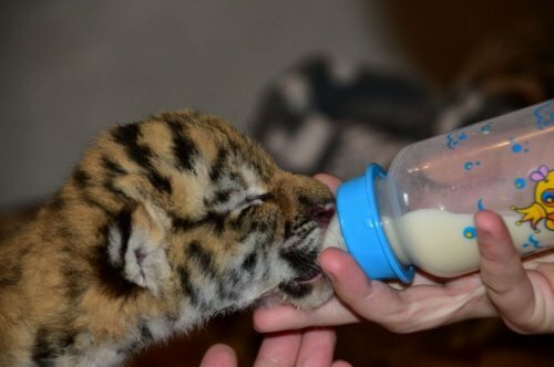 ��� ����� ����� �� ����������� �������� ���������� � �������