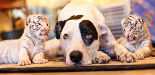 � �������� �������� ��������� �������� �������� ���� ������