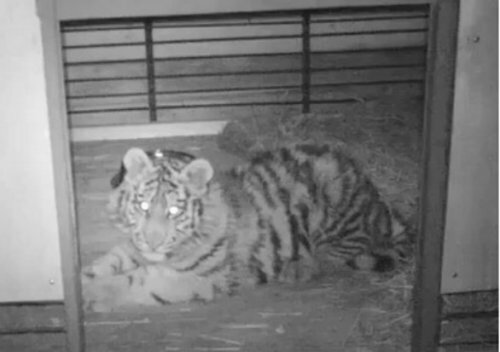 ��������-������ ��������� ����� ���