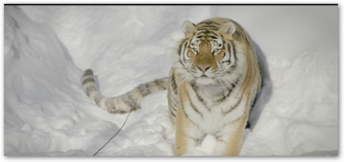 �������� ����� �������� �� ������