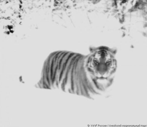 ����� � ������� �������� �������� (����)