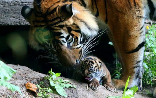 �������-�������� �� �������