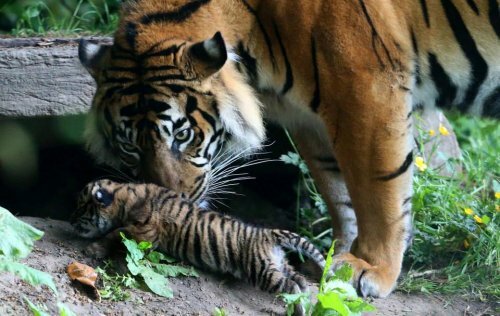 �������-�������� �� �������