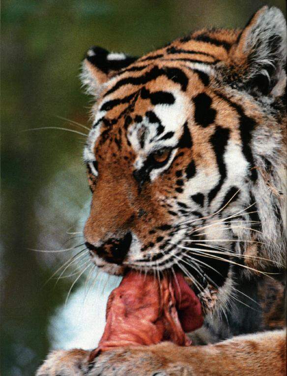 В Сихотэ-Алиньском заповеднике еще можно повстречать тигров