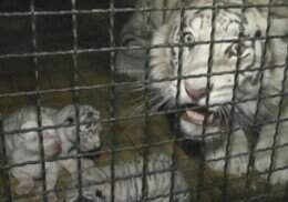 В Ялтинском зоопарке на свет появились четыре белых тигренка