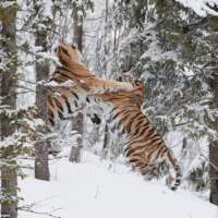 Схватка между амурскими тиграми в снежном лесу Швеции