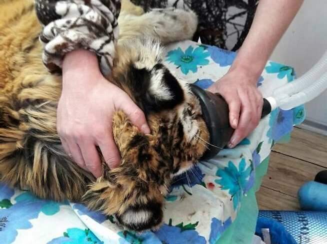 Раненый в Приморье тигренок поправляется после операции