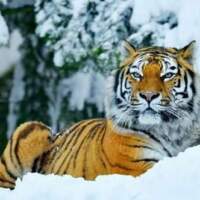 Как в России стараются защитить тигров в дикой природе