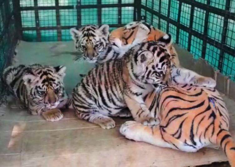 Осиротевших тигрят спасла плюшевая «мама»