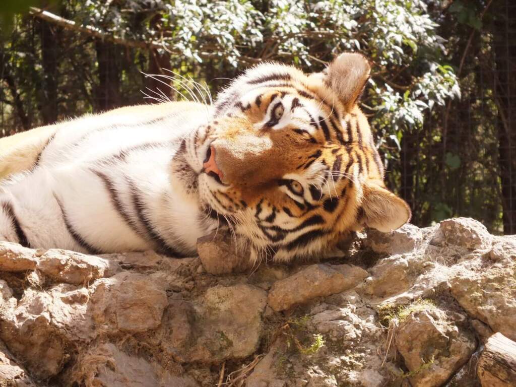 Маньчжурский тигр