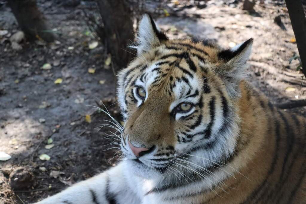 Тигр — красивая и печальная иллюстрация взаимоотношений природы и человека